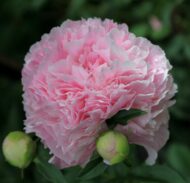 Pink Parfait - Pilt 2