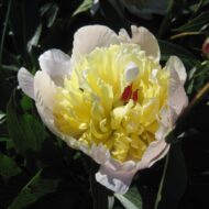 Prolifera Tricolor - Pilt 2