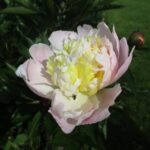 Prolifera Tricolor