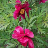Purple Sensation - Pilt 2