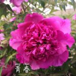 Qing Chun