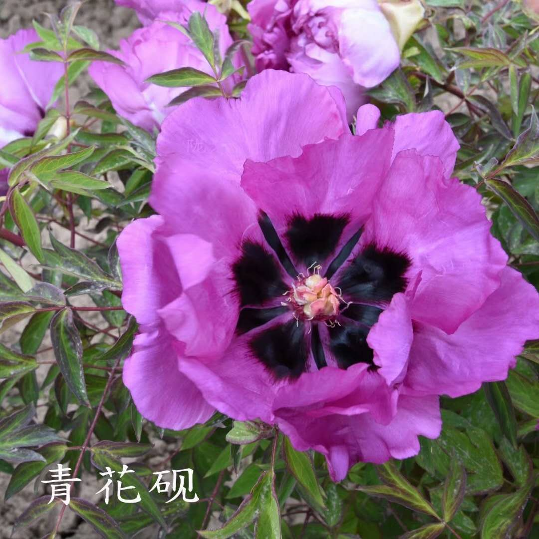 Qing-Hua-Yan Qing hua Yan - Pilt 1