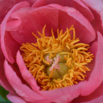Queen Rose