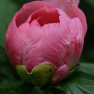 Queen Rose - Pilt 2