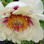 Sonoma Queen of Hearts