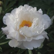 Rare China - Pilt 2