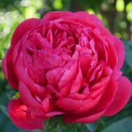 Raspberry Charm