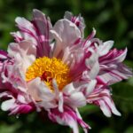 Raspberry Rumba