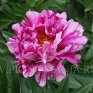 Raspberry Rumba - Pilt 2