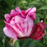 Raspberry Rumba - Pilt 3