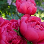 Raspberry Charm - Pilt 2
