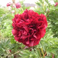 Red Ensign