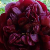 Red Ensign - Pilt 3