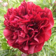 Red Ensign - Pilt 2
