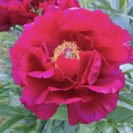 Red Glory - Pilt 2