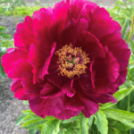 Red Glory