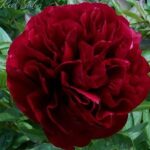 Red Satin
