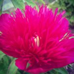 Red Spider