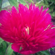 Red Spider