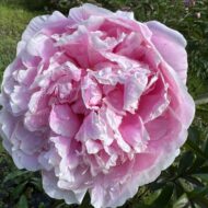 Reine des Roses