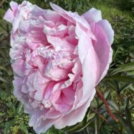 Reine des Roses - Pilt 2