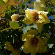 Roman Gold - Pilt 2