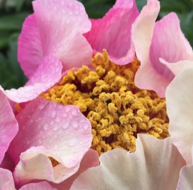 Roman-magic-603-1-600x600-Peonyshop Roman Magic - Pilt 1