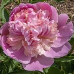 Rosa Bonheur