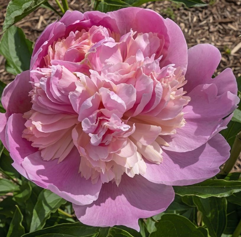 Rosa-Bonheur-4e9fb3 Rosa Bonheur - Pilt 1