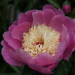 Rosaurea