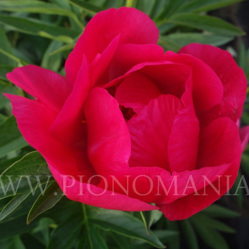Rose-Garland-svetlana-vVgOCEqQqVs Rose Garland - Pilt 1