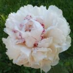 Rose Mari Lins/ Rose Marie