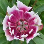 Rosy Prospects