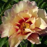 Royal Blush