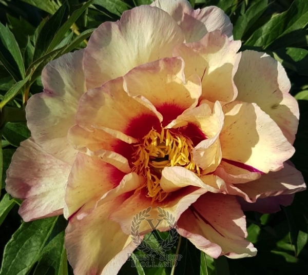 Royal-Blush-Peony-Showgarden-Holland-449-1-600x600 Royal Blush - Pilt 1