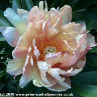 Royal Blush - Pilt 2