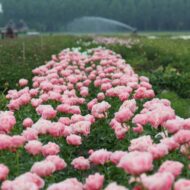 Salmon Dream - Pilt 3
