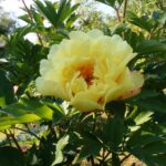 Sequestered Sunshine