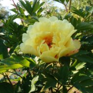 Sequestered Sunshine