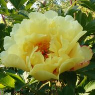 Sequestered Sunshine - Pilt 2