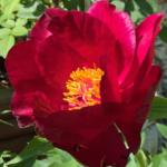 Simply Red