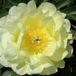 Smith Family Yellow