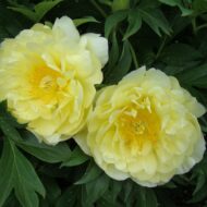 Smith Family Yellow - Pilt 3
