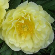 Smith Family Yellow - Pilt 4