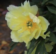 Smith Family Yellow - Pilt 2