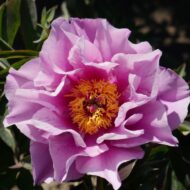 Sonoma Amethyst - Pilt 2