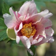 Sonoma Blessing - Pilt 3