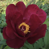 Sonoma Velvet Ruby - Pilt 2