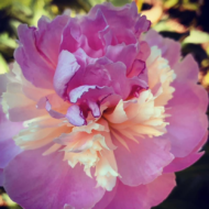 Eden's Perfume - Pilt 2