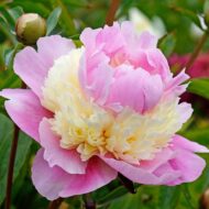 Eden's Perfume - Pilt 5